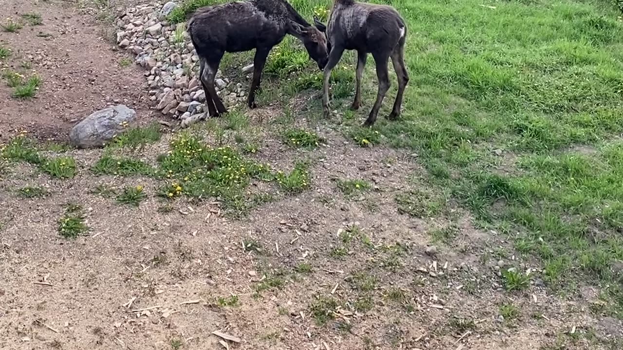 Baby Moose Visit My Front Yard