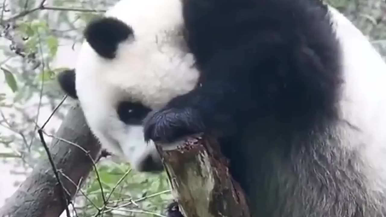 Wildlife