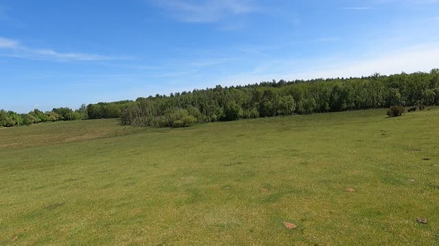 Drone footage. Deers leap. New forest