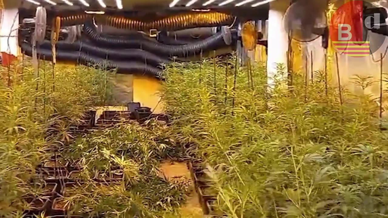 Más de 1.500 plantas de marihuana en los bajos de una finca del Eixample