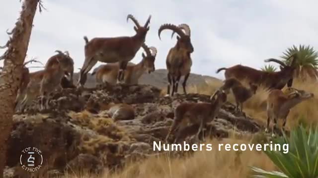 5 Animals Only Found In Ethiopia !