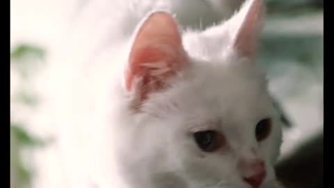 Wonderful Animals Part 22