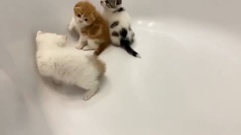 Kittens want to take a bath.