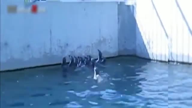 a cute and funny penguin 🐧 video