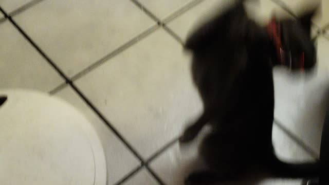 Kitties 1st collars hilarious