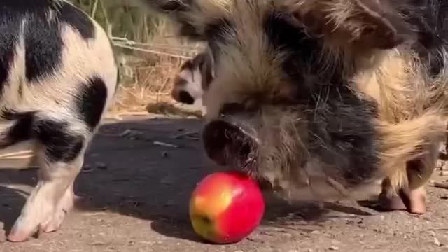 Baby pig couldn't eat the apple, but mother Pig came to help