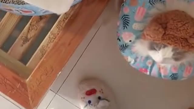 Funny Cats Video Series 07