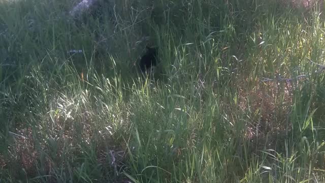 Our kitty hunting in tall grass