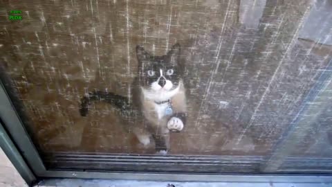 Funny Cats and Kittens Meowing Compilation