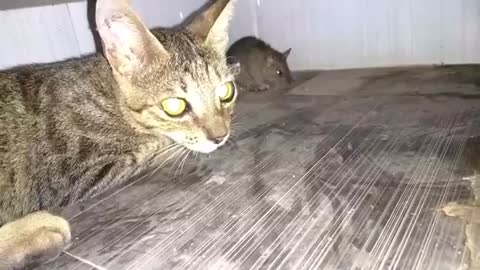 Cat dealing with rat, very funny and cute