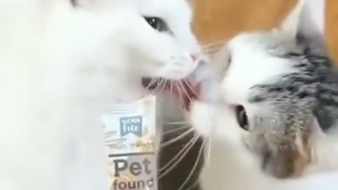 Funny Cats Video Series 29