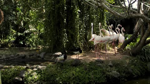 Group of flamingos on the shore of a lake