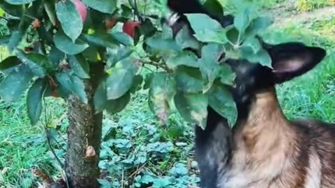 can dogs eat fruit?