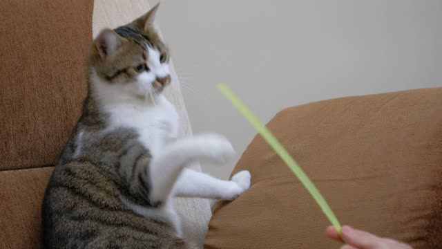 Pet owner playing with a cute cat.