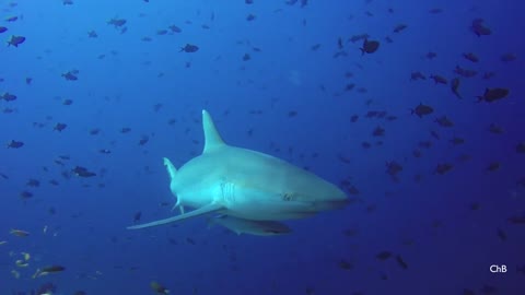 Maldives underwater