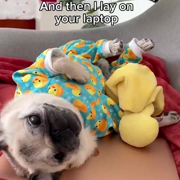 A very busy morning in loulou's life.