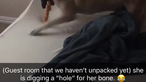 Dog trying to hide bone digs at uncovered white mattress in guest room of boxes