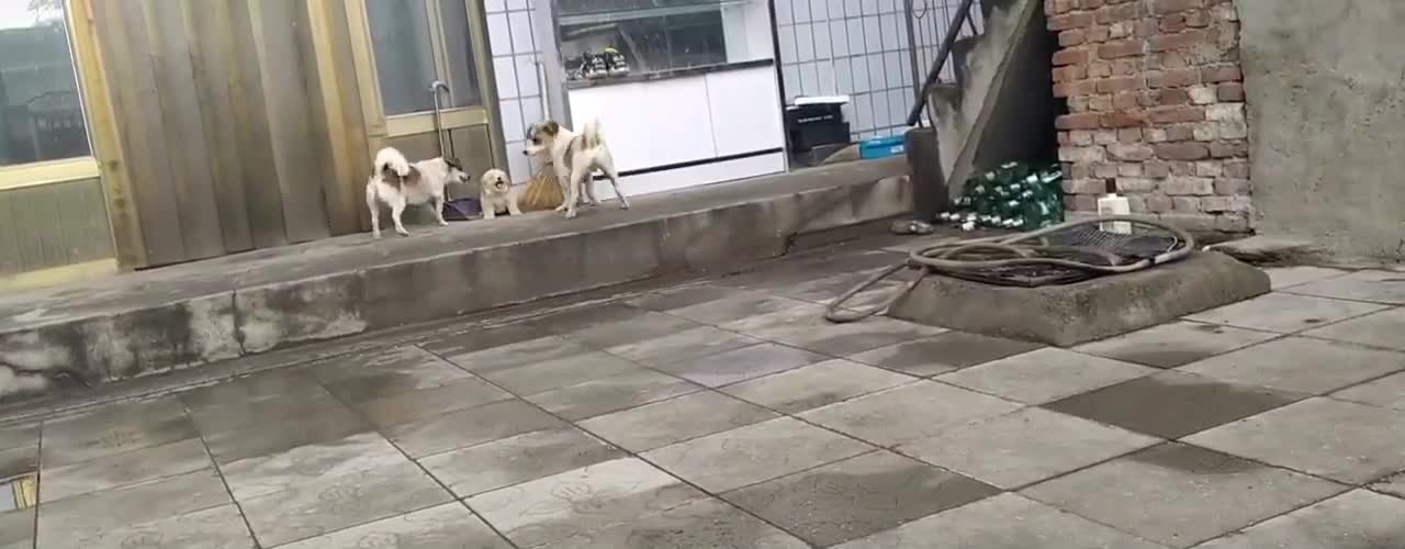 Two big dogs bullying puppy
