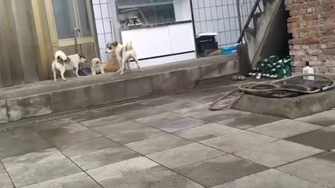 Two big dogs bullying puppy