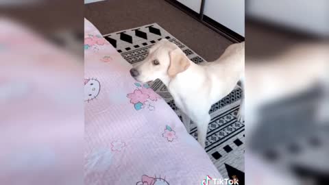 Animals Hide And Seek (2021)