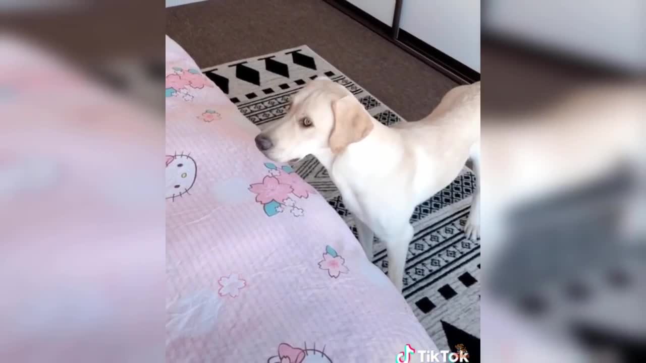 Animals Hide And Seek (2021)