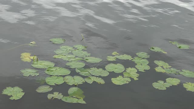 Lake - 10535