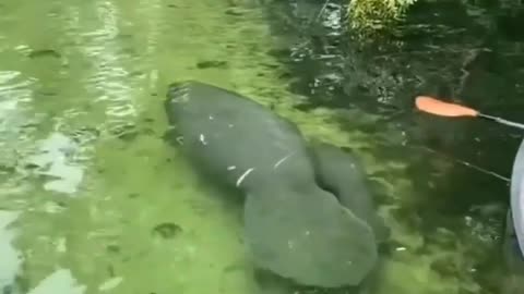 This is a beautiful and charming water-dwelling species