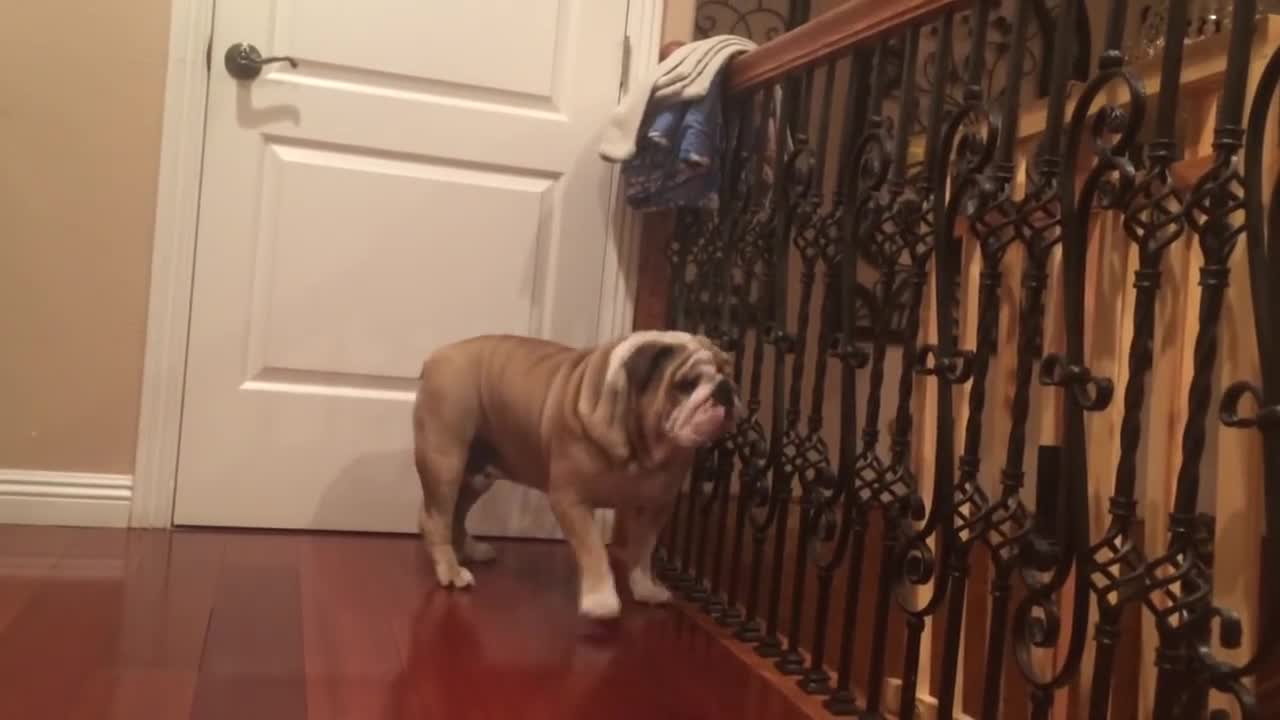 What To Expect When You Have English Bulldogs