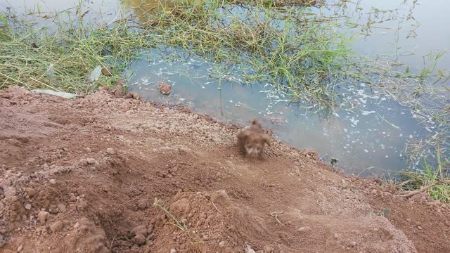 Playful Puppy On The River Bank