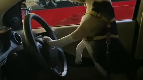 Dog Car Driving