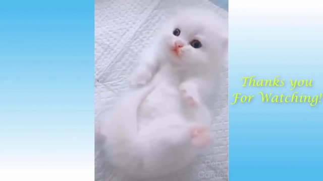 small Cat Kitten