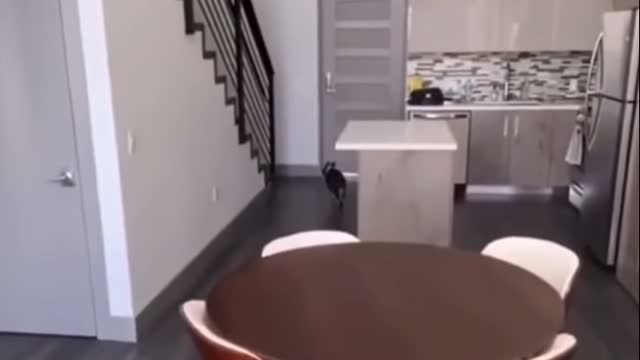 Subscribe for more funny and cute dog content ! 🐶🤪