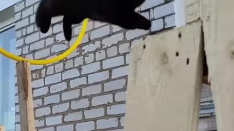 Cat training, super!