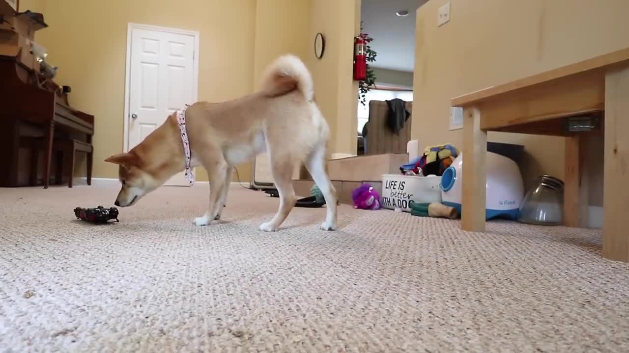 puppies and try not to laugh. Funny labrador retriever dogs, funny puppy videos, f