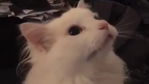 White Cat Meowing meme