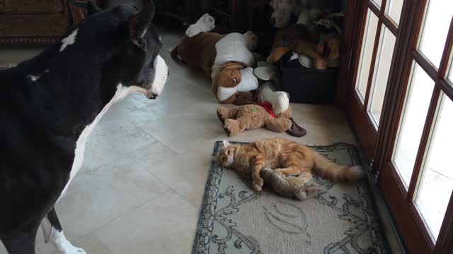 Great Dane refuses to share toy with cat