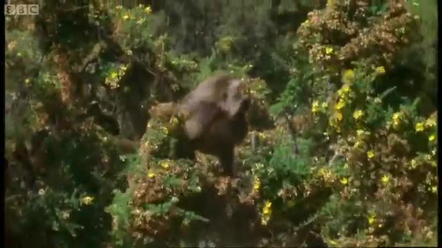 Gelada Baboon Sexual Tension | Battle of the Sexes in the Animal World | BBC Earth