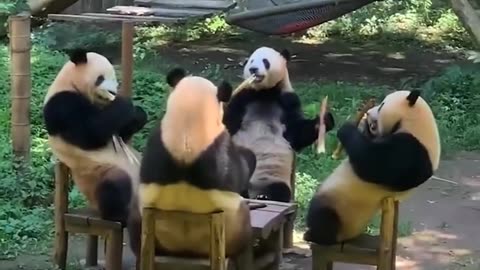 Animal🐵🐔🐶🐷🐼 funny🤣😝😜 video🎥🐼🎥 moment🐼🤣😂😄🐼