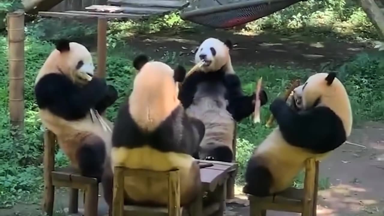 Animal🐵🐔🐶🐷🐼 funny🤣😝😜 video🎥🐼🎥 moment🐼🤣😂😄🐼