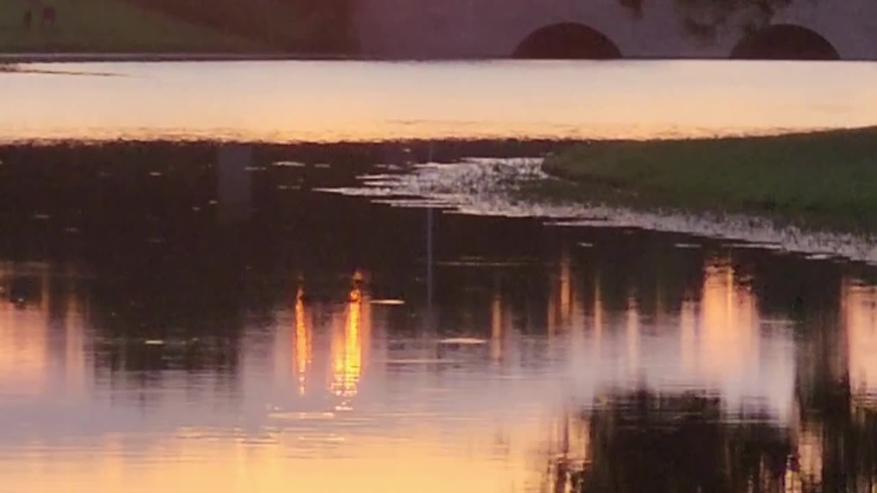 Texas Bird Watching The Sunset - Name This Bird