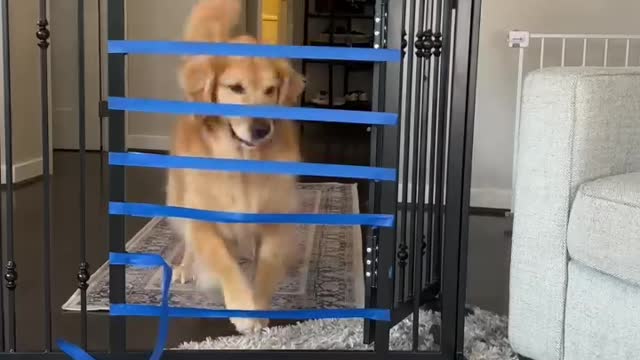 Puppy vs adult dog jump challenge