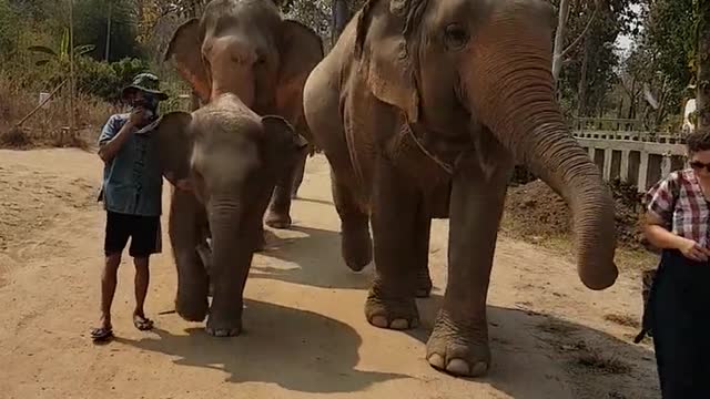 Most Funny and Cute Baby Elephant Videos Compilation