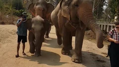 Most Funny and Cute Baby Elephant Videos Compilation