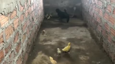 AMAZING Animals saved people