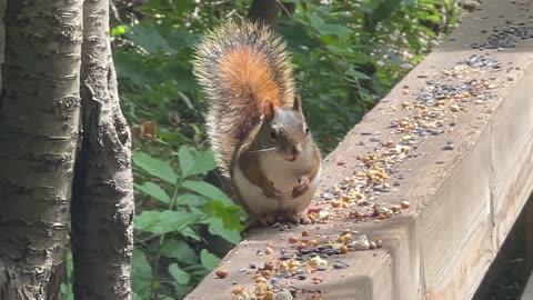 Red tailed squirrels still being territorial