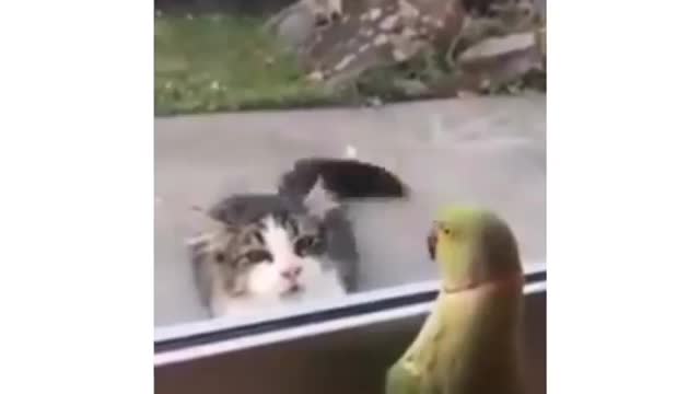 Parrot playing peekaboo with a cat