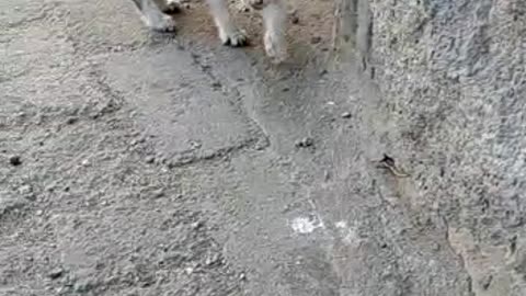 قطتي تخاف من الكلب