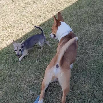 Dog Meets His Neighbor Jack