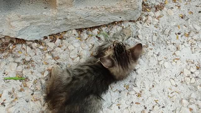 Two Kittens Playing Near A Hollow Block