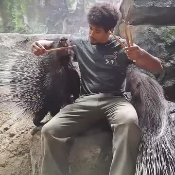Feeding some very large porcupines ... ##